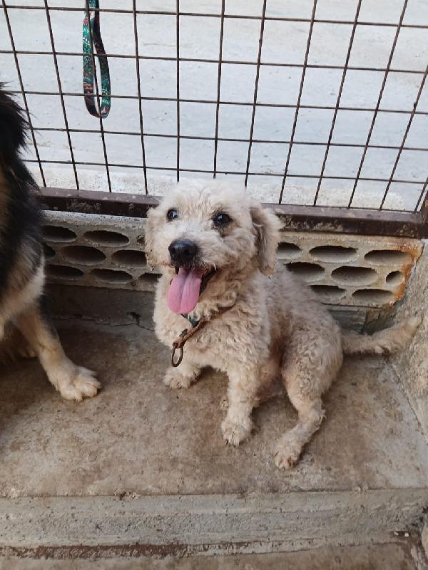 Lola, una piccola maltese Foto 3